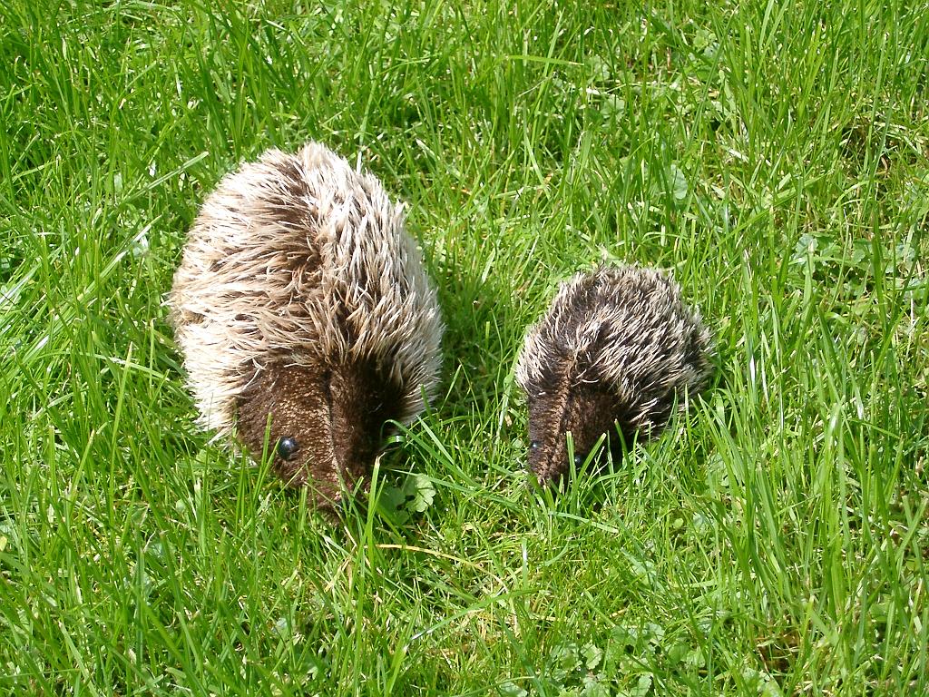 Igel