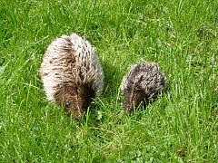 Igel